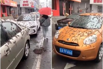 Viral Hujan Cacing di China, Netizen Keluarkan Teori Terbaik