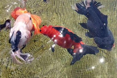 Ternyata Ikan Mas Koki Tulungagung Berhasil Diekspor ke Tiga Negara, Nilainya Rp1,8 M