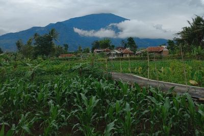 Nikmati Indahnya Alam di Kabupaten Kuningan, View Gunung Ciremai Bikin Kepincut