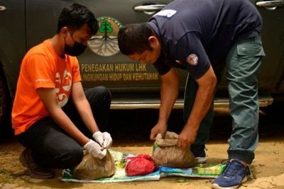 KLHK Tangkap Penjual Sisik Trenggiling di Jambi