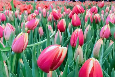 Seru! Ratusan Ribu Bunga Tulip Disiapkan, Warga Belgia Bebas Metik
