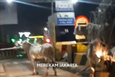 Kecelakaan Truk di Tol Arah Bandara Soetta, Sapi-sapi Berlarian di Jalan