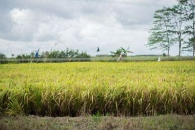 Food Estate Kapuas dan Pulang Pisau Berproses dengan Baik