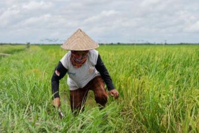 Food Estate di Kalteng Tambah Pasokan Beras di Masa Depan