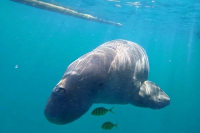 Ada Dugong Mawar di Pulau Alor NTT, Seru Banget Bisa Lihat dari Dekat