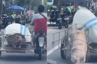 Detik-detik Babi Kabur dari Becak Barang Nyaris Ketabrak Mobil, The Real Babi Guling