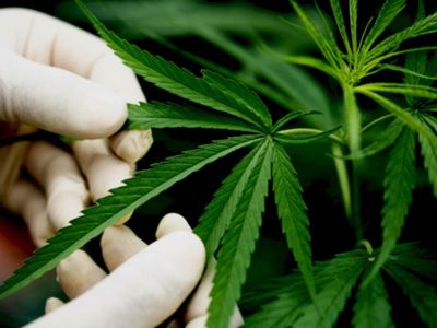 BNN dan Menteri HAM Bahas Ganja dan Kratom: Legal atau Tidak?