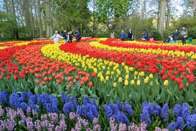 Keukenhof, Taman yang Suguhkan Pemandangan Bunga Tulip Terindah di Dunia
