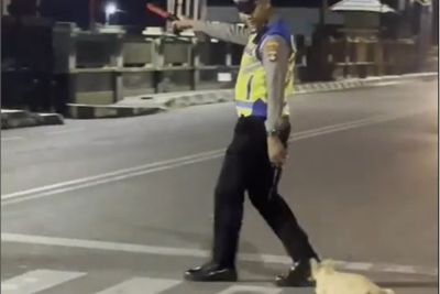 Aksi Polantas Bantu Kucing Oren Menyebrangi Jalan di Zebra Cross, Langsung Panen Pujian