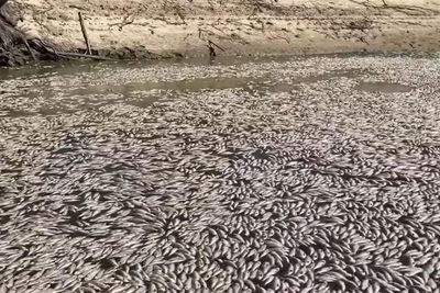 Geger, Penampakan Sungai Dipenuhi Jutaan Ikan Mati dan Membusuk, Fenomena Apa?