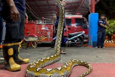 Viral Emak-emak Tangkap Ular di Selokan, Selamatkan Nyawa Seekor Kucing