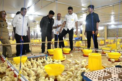 Mentan SYL Terapkan Role Model Penerapan Sistem Hulu-Hilir Ayam Broiler di Gowa