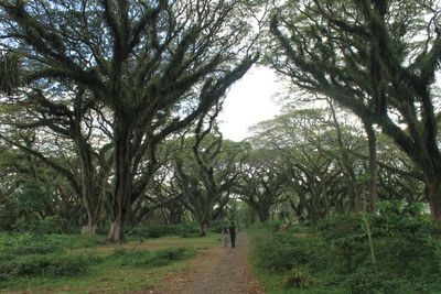 De Djawatan, Hutan di Banyuwangi yang Mirip Hutan Fangorn di Film Lord of The Rings