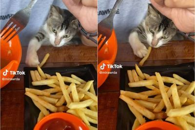 Momen Gemas Kucing Nyomot Kentang Goreng, Lucu Nongol dari Bawah Ketiak