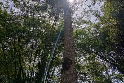 Pohon Fosi, Pohon Keramat yang Konon Jadi Pertanda Muncul Wabah hingga Orang Meninggal
