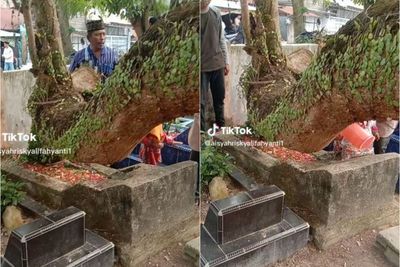 Viral Pohon Besar Berlafaz Allah Tumbuh di Kuburan, Diyakini Berzikir untuk Almarhum
