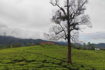 3 Rekomendasi Tempat Wisata di Solok yang Wajib Kamu Kunjungi, Suasananya Adem!