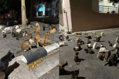 MasyaAllah! Sebelum Sahur, Pasutri Ini Sempatkan Beri Makan Kucing Jalanan