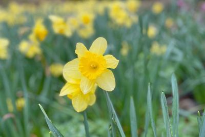 Mitos Bunga Daffodil yang Dikaitkan Sebagai Simbol Cinta Tak Terbalas