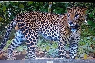 Melindungi Macan Tutul Jawa dari Ancaman Kepunahan di Meru Betiri