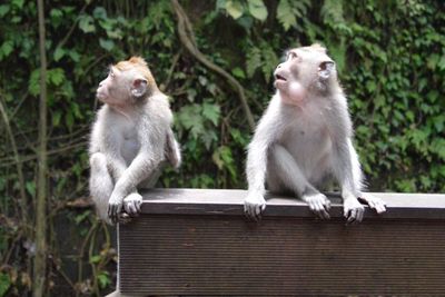 Temukan Keunikan Hutan Kera di Bali Melalui Kunjungan ke Monkey Forest di Ubud
