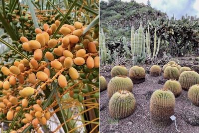 Menjelajahi Keanekaragaman Flora dan Fauna di Taman Botani Canario, Ada Pohon Kurma