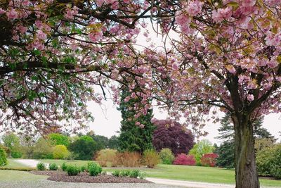 Cari Bunga Sakura di Eropa? Royal Greenhouses Laeken Sajikan Pemandangan yang Indah