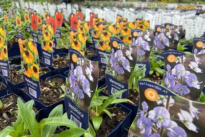 Pengalaman Berharga Mengintip Koleksi Bibit Tanaman Langka di Toko Interflower Belgia