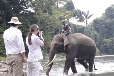 Jadi Pusat Penangkaran Gajah, Melihat Tangkahan Jadi Daya Tarik Wisatawan Mancanegara