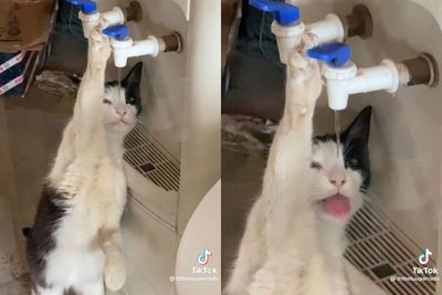 Gemasnya Tingkah Seekor Kucing Minum Langsung dari Dispenser
