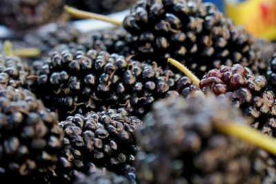 Berjuluk Ramuan Keabadian , Buah Mulberry Dulu Dipersembahkan untuk Dewi Athena