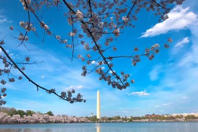 Usai Diterjang Cuaca Buruk, Washington DC Jadi Cantik Dipenuhi Sakura saat Musim Semi