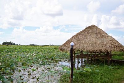 Mengunjungi Lotus Fields di Kamboja yang Tawarkan Pemandangan Ribuan Bunga Teratai