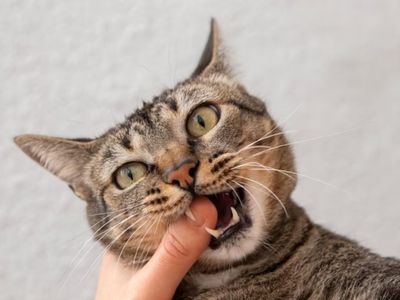 Pria AS Kehilangan Sebagian Penglihatannya Gara-gara Dicakar Kucing, Begini Gejala Awalnya