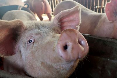 Babi Mabuk Usai Minum 18 Kaleng Bir, lalu Gelut dengan Sapi