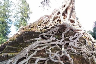 Berusia 500 Tahun, Pohon Kepuh di Nganjuk Bak Menelan Candi Peninggalan Kerajaan Hindu