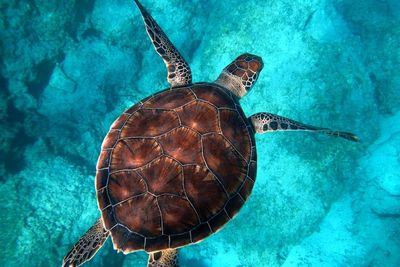 Luncurkan Buku 'Penyu dan Palo', WWF: Ini Perjuangan Penangkaran Penyu Bersama Masyarakat