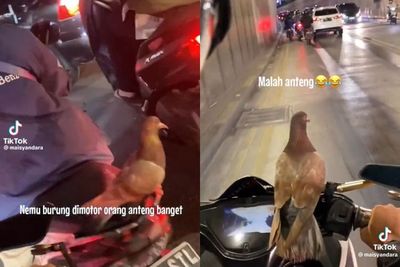 Kocak! Seekor Burung Anteng Hinggap di Atas Dashboard Motor 