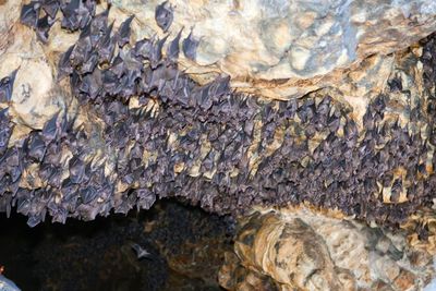 Menengok Keunikan Gua Kampret, Rumah Ribuan Kelelawar Dihiasi Batu Karst Menakjubkan