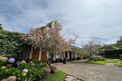 Malino Highland Resort, Penginapan Nuansa Jepang yang Dikelilingi Pohon Sakura