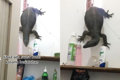 Waduh! Ada Biawak Besar Nyelonong Masuk Kamar Mandi, Orang Ini Panik Gak Karuan