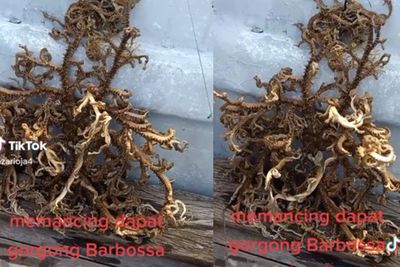 Heboh Pemancing Temukan Hewan Aneh, Mirip Rumput Laut tapi Menggeliat Lincah, Makhluk Apa?