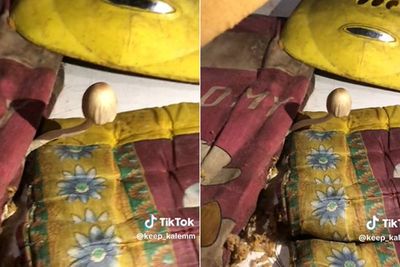 Bikin Heran! Tempat Tidur Wanita Ini Tumbuh Jamur, Netizen: Mungkin Kosnya Tema Alam