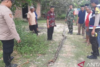 Detik-detik Seorang Wanita Petani Karet di Muba Tewas Dililit Ular Sanca Ukuran 3 Meter