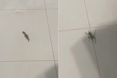 Kamar Cewek Ini Kedatangan Gurita Imut saat Banjir, Mending Dilepas atau Dimasak?