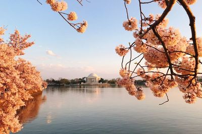 Piknik di Tidal Basin Jadi Lokasi Ngabuburit Favorit di Washington DC