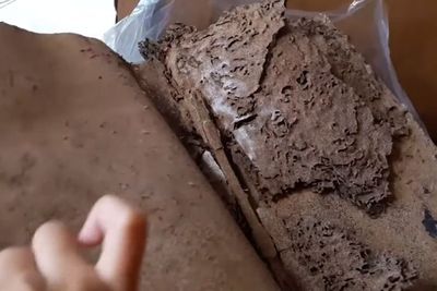 6 Tips Ampuh Menghindari Rumah dari Serangan Rayap yang Bisa Merusak Perabotan