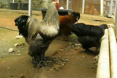 7 Fakta Tentang Ayam Brahma, Ayam Sultan yang Harganya Setara 1 Unit Motor