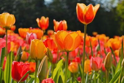 Mengungkap Fakta Menarik Tentang Tulip, Bunga Paling Populer di Dunia
