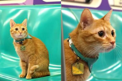 Kucing Oyen di Taiwan Ditunjuk Jadi Kepala Stasiun: Jobdesknya Ngapain, Meng?